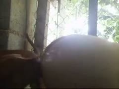 Polish girl with wild red hair and a big gazoo Fucks on camera with a dog